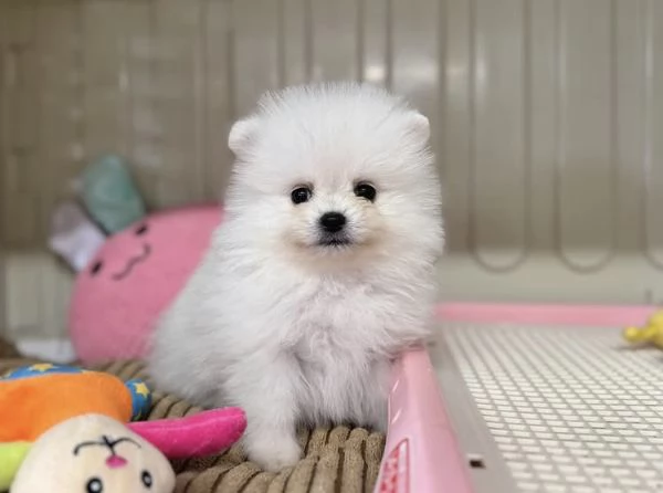 Bellissimi cuccioli di Pomerania Volpino | Foto 2