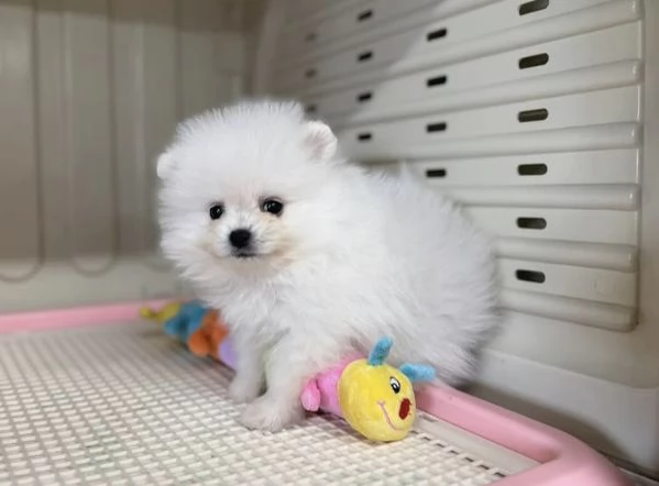 Bellissimi cuccioli di Pomerania Volpino | Foto 1
