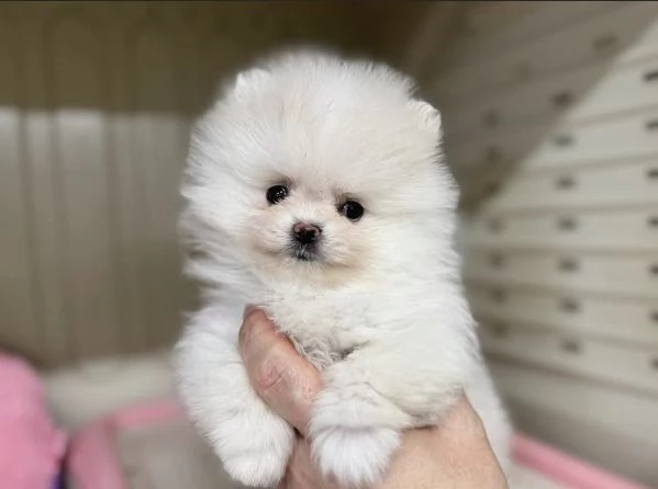 Bellissimi cuccioli di Pomerania Volpino | Foto 0