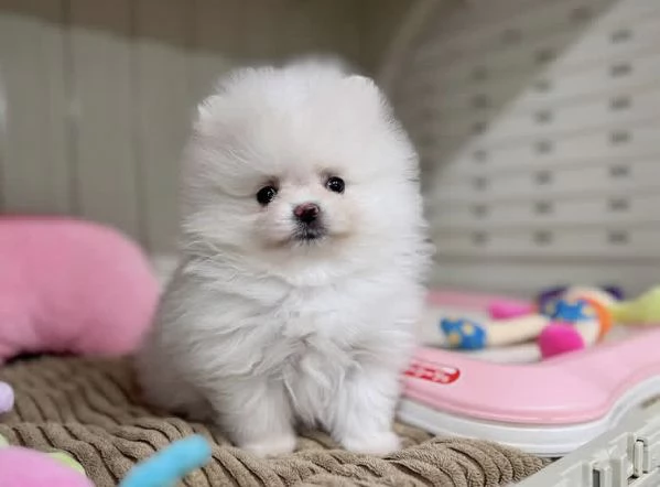 Bellissimi cuccioli di Pomerania Volpino