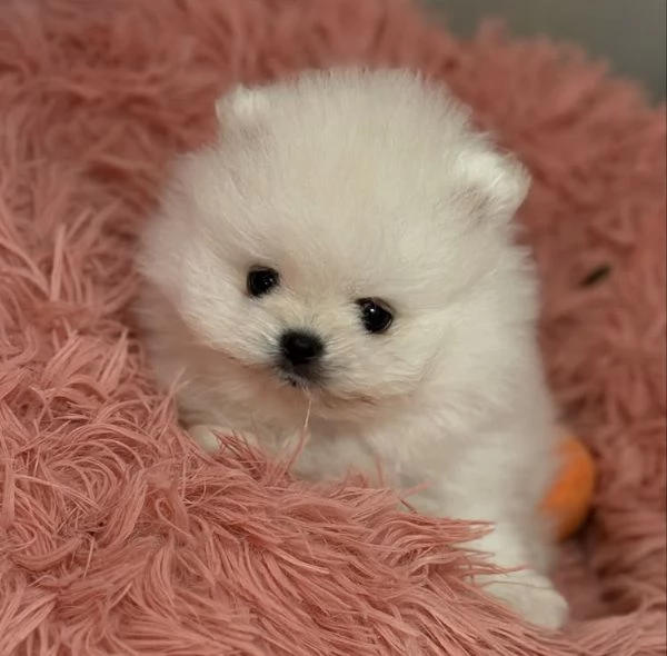 Cuccioli di Volpino Pomerania in cerca di adozione