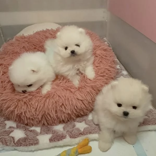 Cuccioli di Volpino Pomerania in cerca di adozione | Foto 3