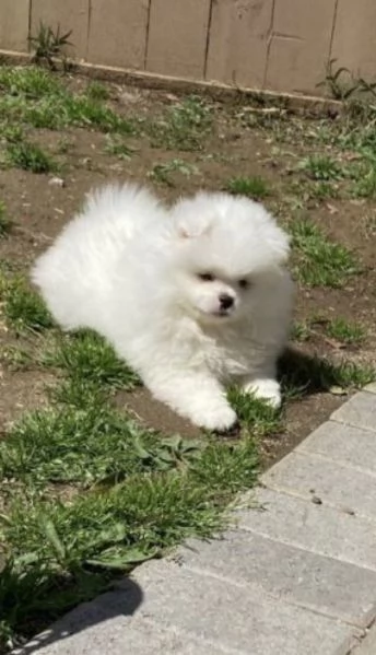 Adorabile cucciolo di Pomerania pronto per la sua casa per sempre | Foto 2