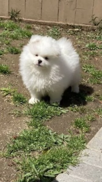 Adorabile cucciolo di Pomerania pronto per la sua casa per sempre | Foto 1