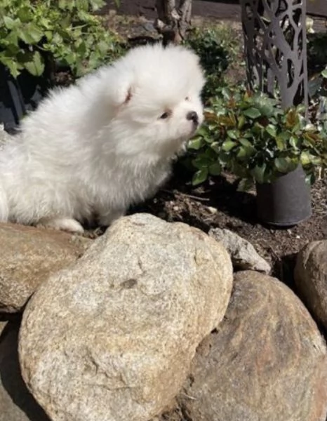 Adorabile cucciolo di Pomerania pronto per la sua casa per sempre