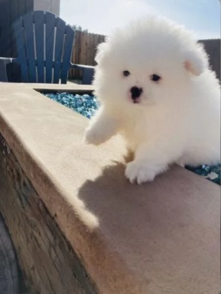Adorabile cucciolo di Pomerania pronto per la sua casa per sempre | Foto 0