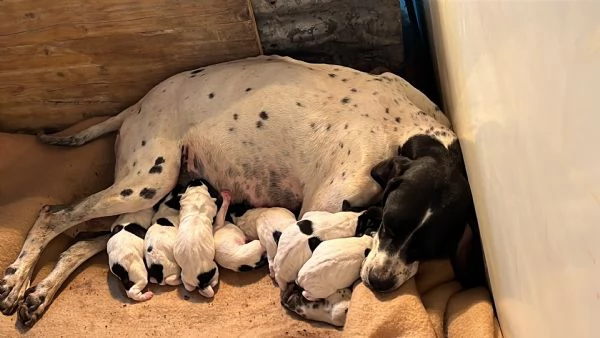 pointer inglese cuccioli alta genealogia
