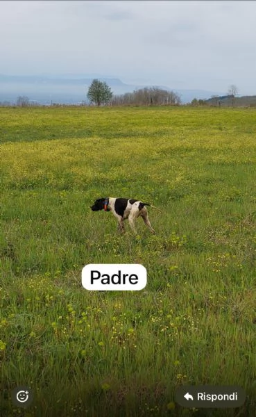 pointer inglese cuccioli alta genealogia | Foto 0