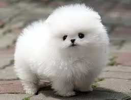 Adorabile cucciolo di Pomerania.