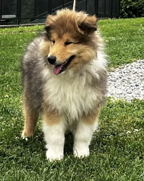Cuccioli pastore scozzese- collies | Foto 4