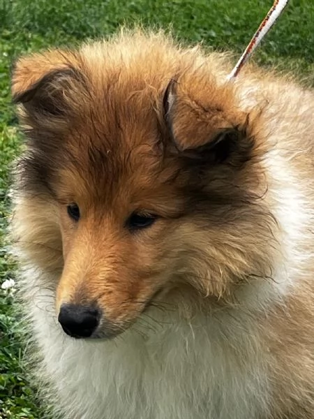 Cuccioli pastore scozzese- collies | Foto 3