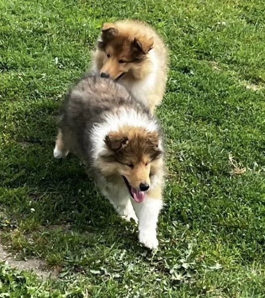 Cuccioli pastore scozzese- collies | Foto 2