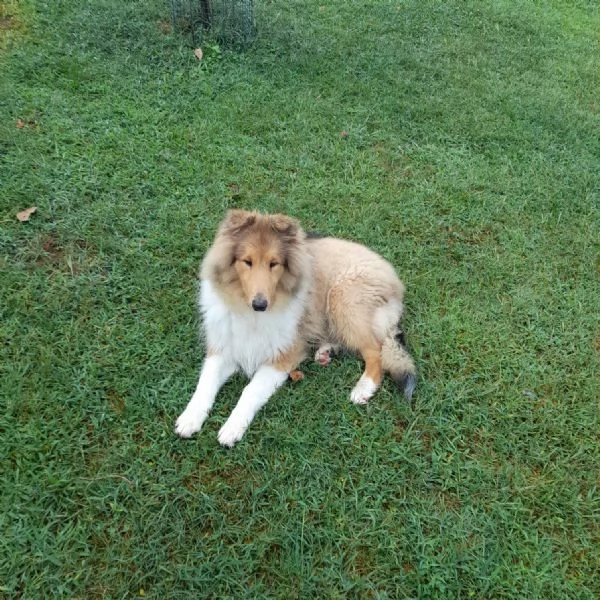 Cuccioli pastore scozzese- collies