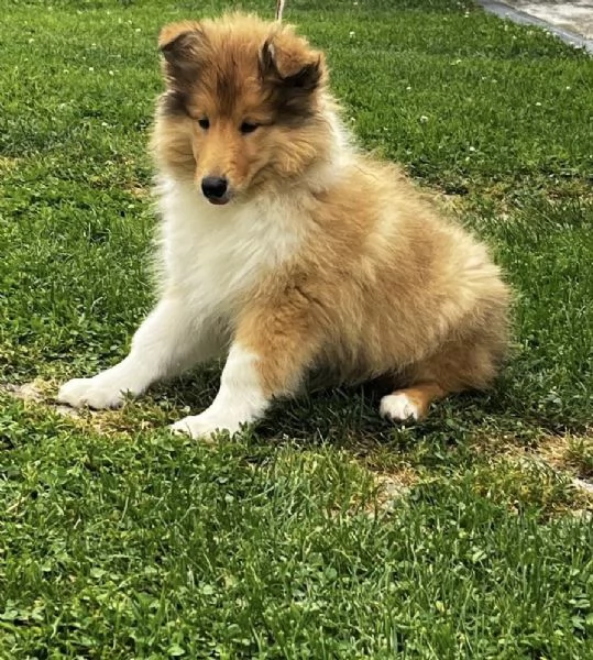 Cuccioli pastore scozzese- collies | Foto 1