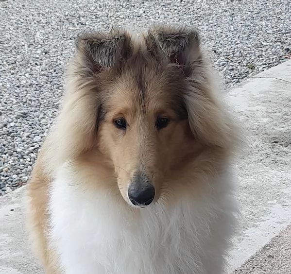 Cuccioli pastore scozzese- collies | Foto 0