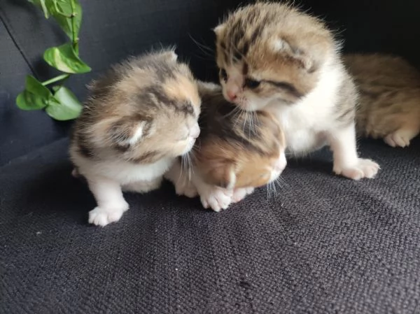 Scottish straight  | Foto 5