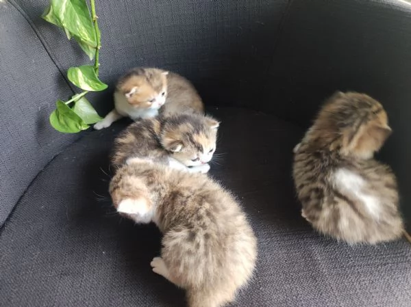 Scottish straight  | Foto 4