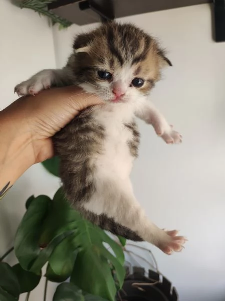 Scottish straight  | Foto 3