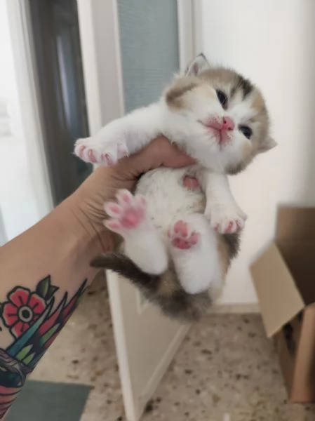 Scottish straight  | Foto 2