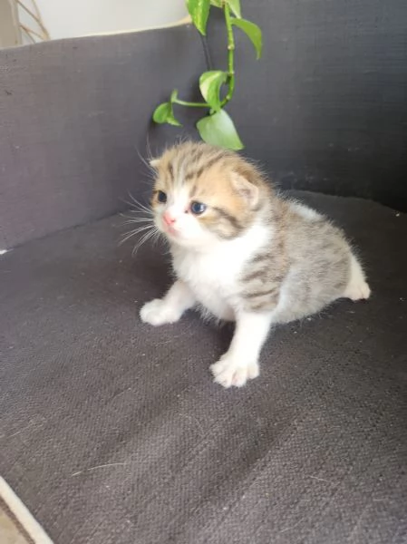 Scottish straight  | Foto 1