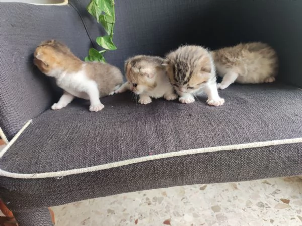 Scottish straight  | Foto 0