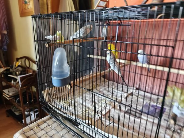 Cocorite allevate a mano | Foto 1