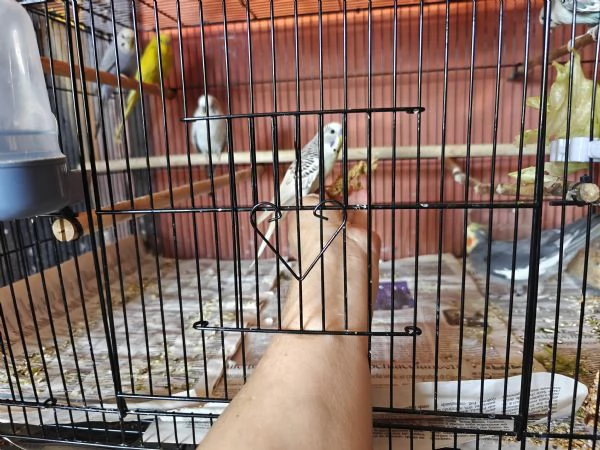 Cocorite allevate a mano