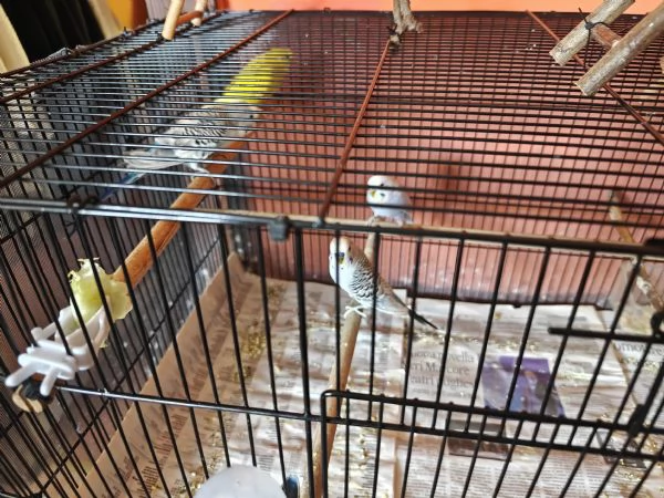 Cocorite allevate a mano | Foto 0