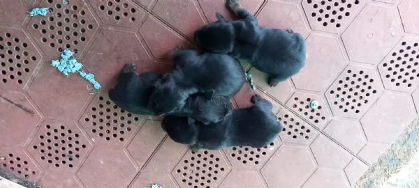 Cuccioli di deutsch jagd terrier  - vendo 