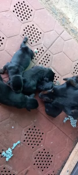 Cuccioli di deutsch jagd terrier  - vendo  | Foto 2