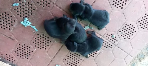 Cuccioli di deutsch jagd terrier  - vendo  | Foto 1