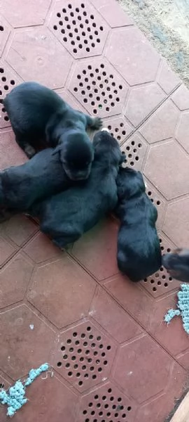 Cuccioli di deutsch jagd terrier  - vendo  | Foto 0