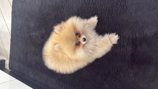 Vendo spitz pomerania 