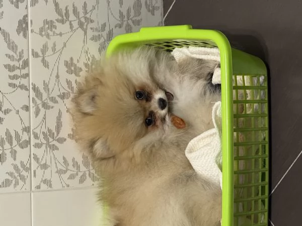 Vendo spitz pomerania  | Foto 2