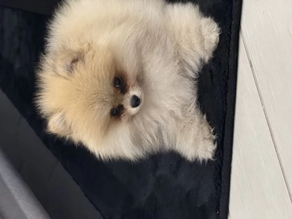 Vendo spitz pomerania  | Foto 1