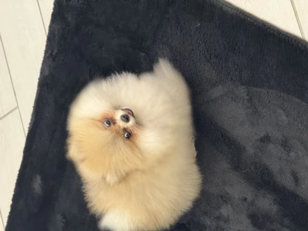 Vendo spitz pomerania  | Foto 0