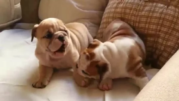 Cuccioli di Bulldog registrati di qualità in vendita