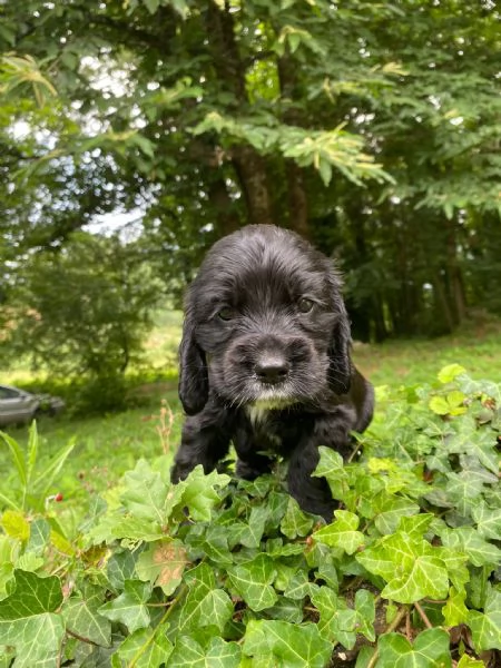 Cuccioli di cocker spaniel inglese  | Foto 5