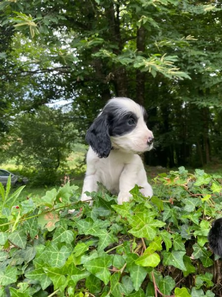 Cuccioli di cocker spaniel inglese  | Foto 4
