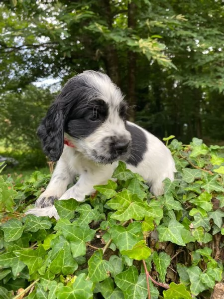 Cuccioli di cocker spaniel inglese  | Foto 3