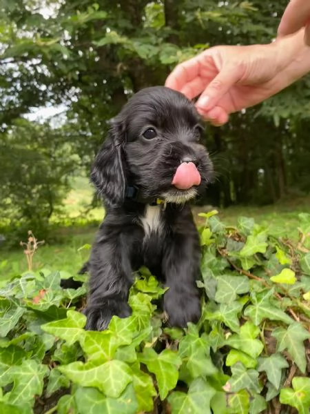 Cuccioli di cocker spaniel inglese 