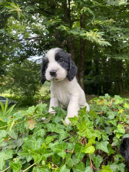 Cuccioli di cocker spaniel inglese  | Foto 2