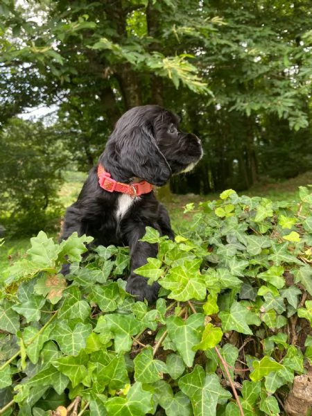 Cuccioli di cocker spaniel inglese  | Foto 1