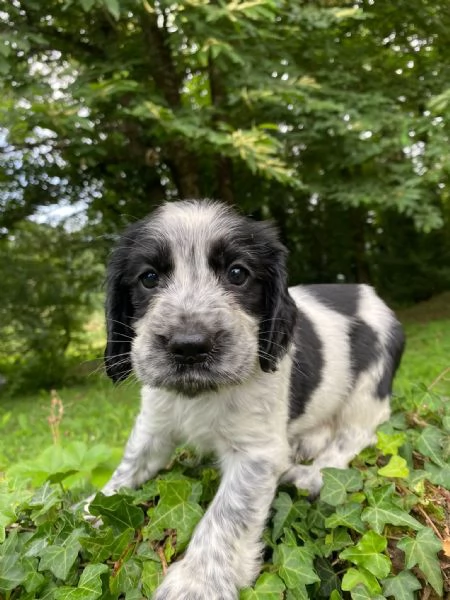 Cuccioli di cocker spaniel inglese  | Foto 0