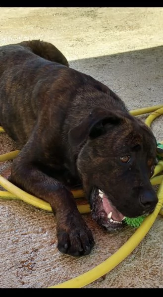 DJ, Rotticorso | Foto 5