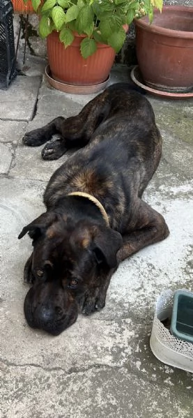 DJ, Rotticorso | Foto 4