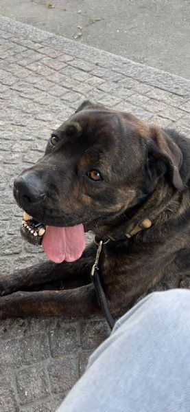 DJ, Rotticorso | Foto 2