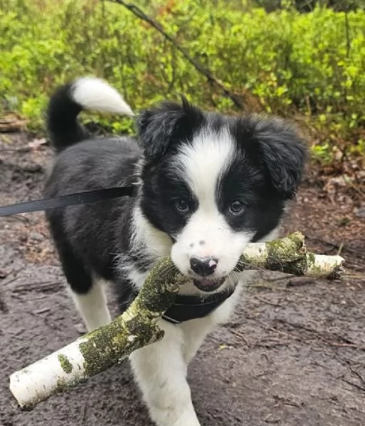REGALO BORDER COLLIE | Foto 0