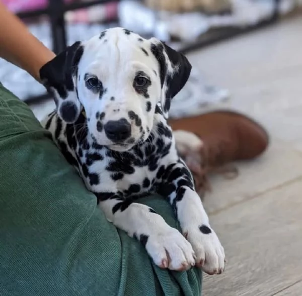 REGALO DALMATA | Foto 0
