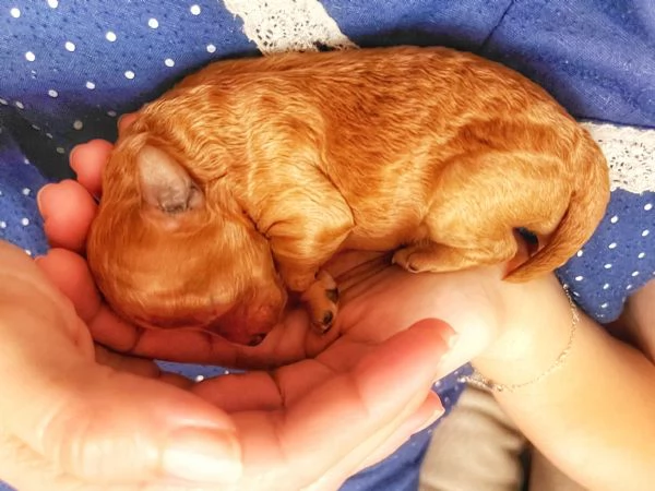 Barboncino Nano | Foto 2